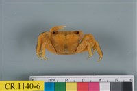 藏品(斑點擬相手蟹)的圖片